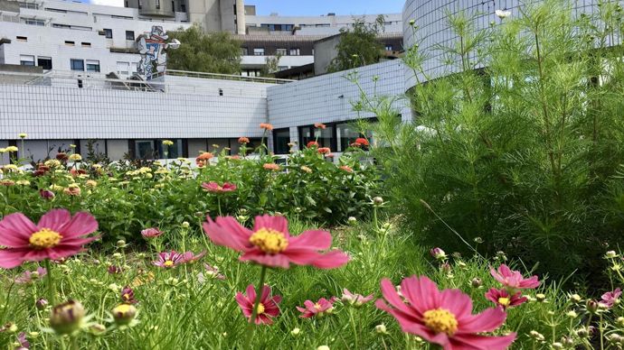 En parallèle de la production, l’idée était de transformer les terrasses en jardin et lieu de promenade. © Ferme florale urbaine